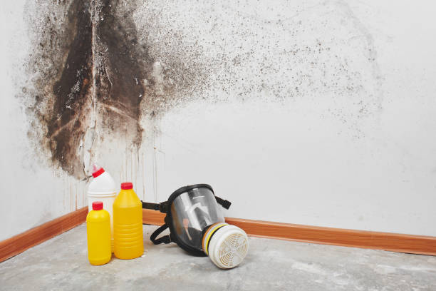 Best Toxic Mold Removal  in Helemano, HI