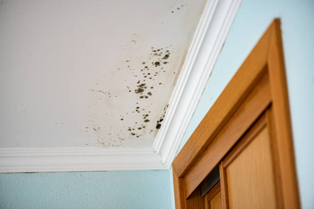 Best Same-Day Mold Removal  in Helemano, HI