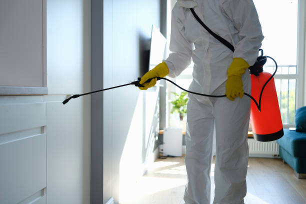 Best Local Mold Removal Service  in Helemano, HI