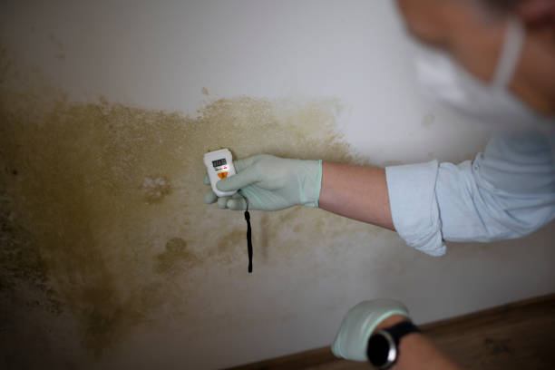 Best Professional Mold Removal  in Helemano, HI