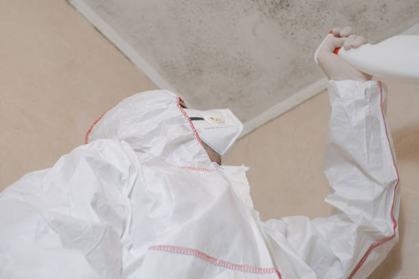 Best Mold Removal Company Near Me  in Helemano, HI