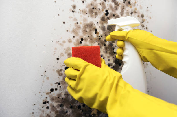 Home Mold Removal in Helemano, HI